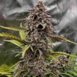 Night Owl Seeds Compound V Auto cannabis plant image 3