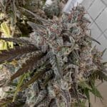 Night Owl Seeds Compound V Auto cannabis plant image 4
