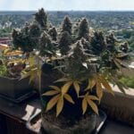 Night Owl Seeds Compound V Auto cannabis plant image 5