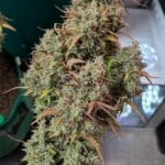 Night Owl Seeds Compound V Auto cannabis plant image 6