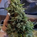Night Owl Seeds Compound V Auto cannabis plant image 7