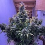 Night Owl Seeds Compound V Auto cannabis plant image 8