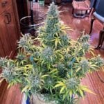 Night Owl Seeds Compound V Auto cannabis plant image 9