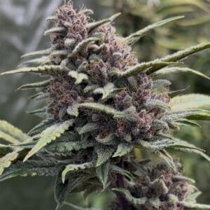 Night Owl Seeds Crinkled Cookies F4 Auto cannabis plant image 1