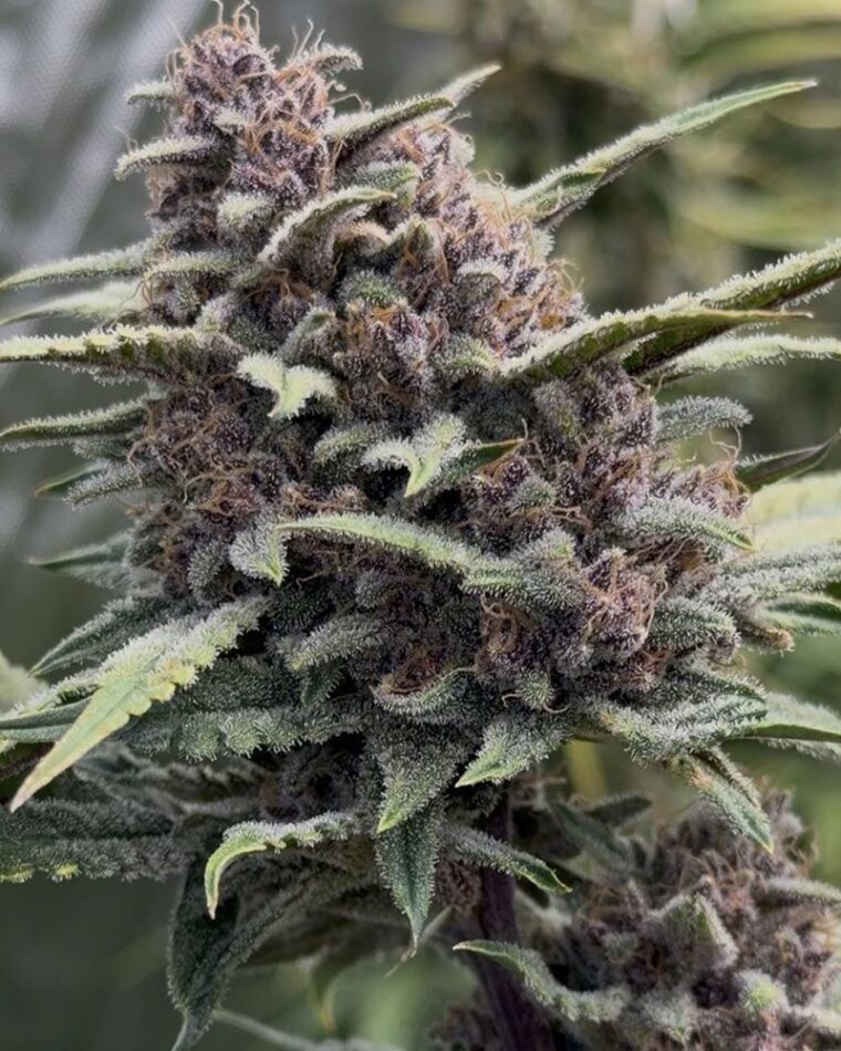 Night Owl Seeds Crinkled Cookies F4 Auto cannabis plant image 1