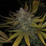 Night Owl Seeds Deep Space 91 Auto cannabis plant image 1