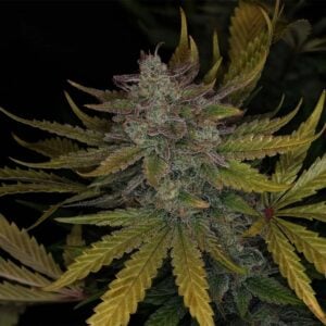 Deep Space 91 Auto