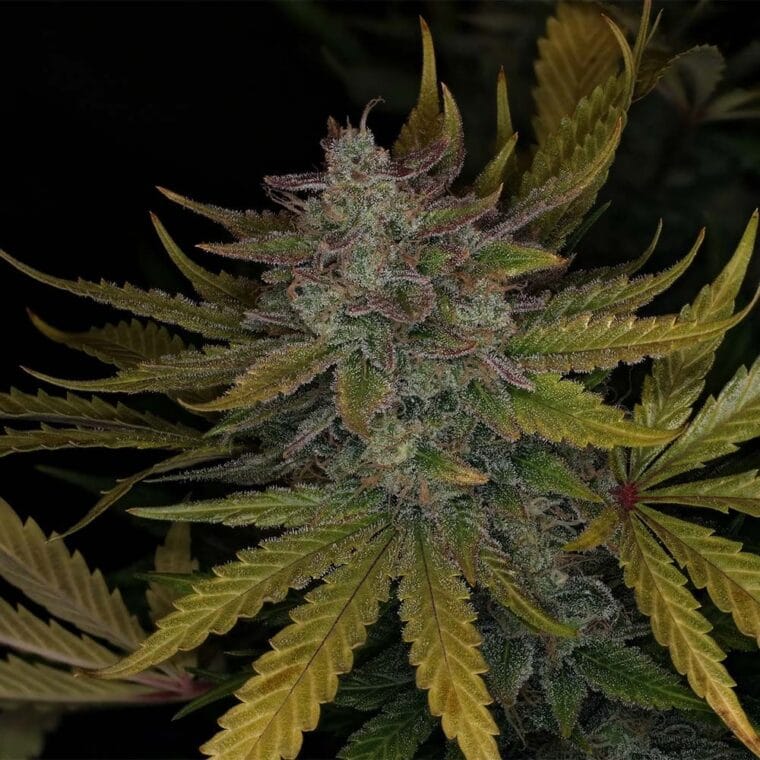 Night Owl Seeds Deep Space 91 Auto cannabis plant image 1