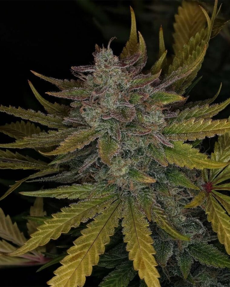 Night Owl Seeds Deep Space 91 Auto cannabis plant image 1
