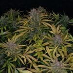 Night Owl Seeds Deep Space 91 Auto cannabis plant image 2
