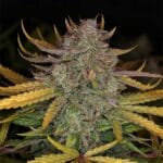 Night Owl Seeds Deep Space 91 Auto cannabis plant image 3