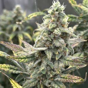 Grape Deebo F4 Auto
