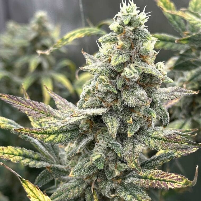 Night Owl Seeds Grape Deebo F4 Auto cannabis plant image 1