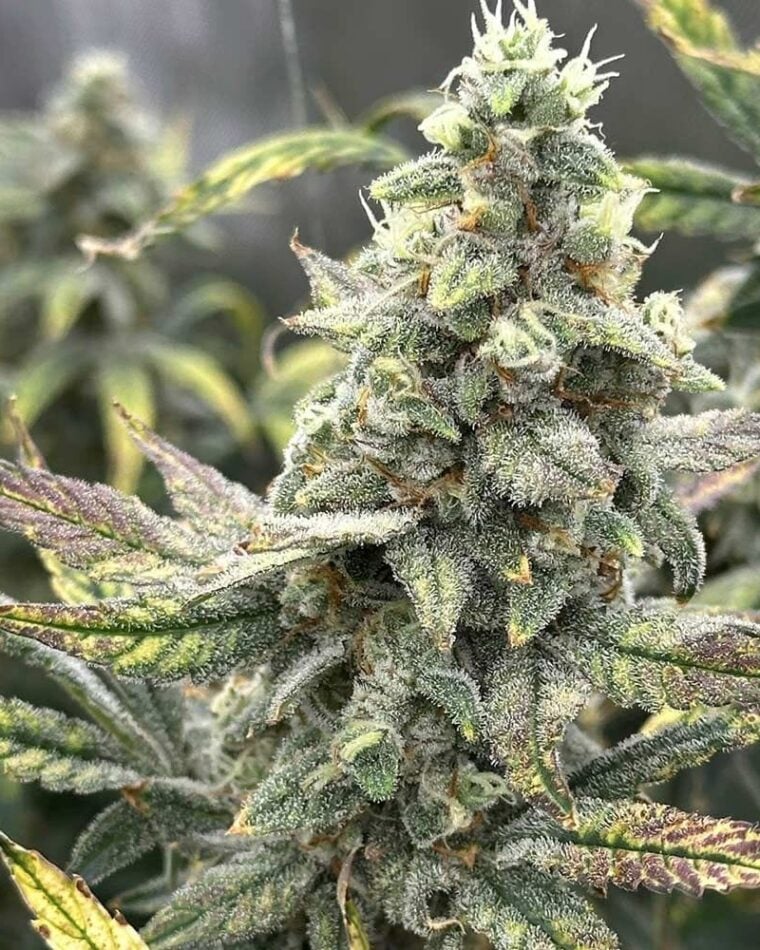 Night Owl Seeds Grape Deebo F4 Auto cannabis plant image 1