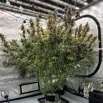 Night Owl Seeds Grape Deebo F4 Auto cannabis plant image 2