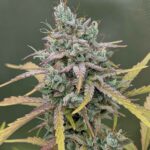 Night Owl Seeds Harvey Wallbanger Auto cannabis plant image 1