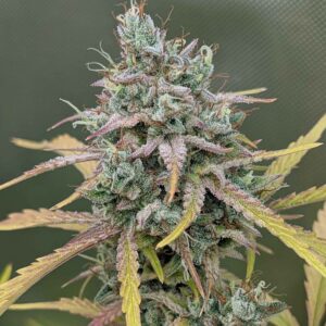 Harvey Wallbanger Auto