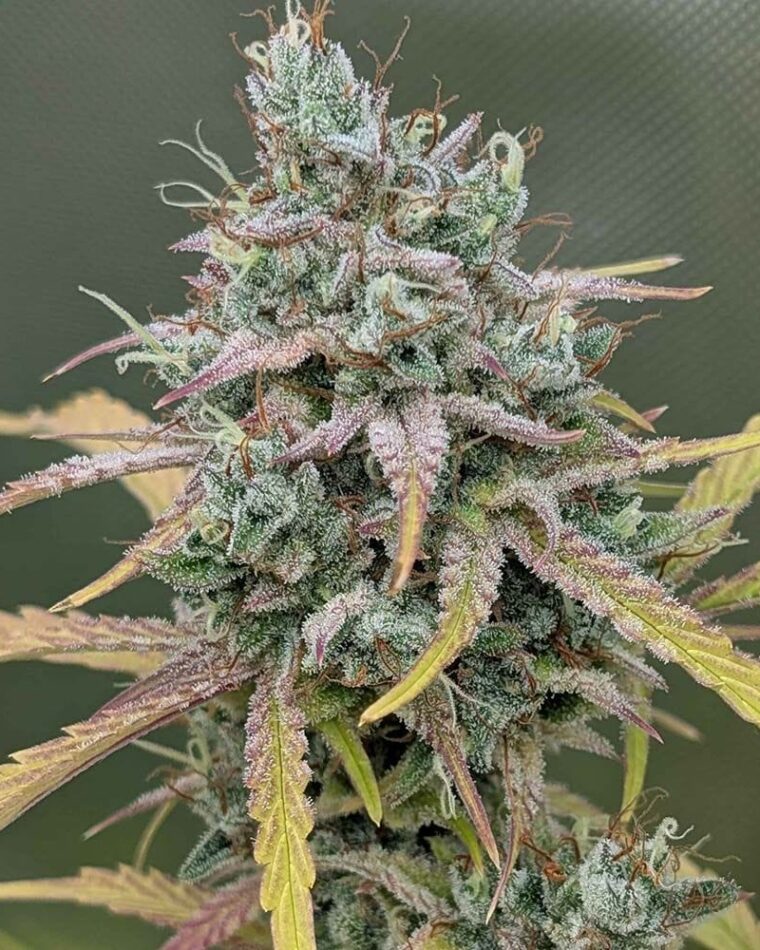 Night Owl Seeds Harvey Wallbanger Auto cannabis plant image 1