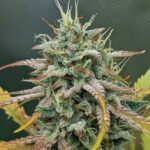Night Owl Seeds Harvey Wallbanger Auto cannabis plant image 2