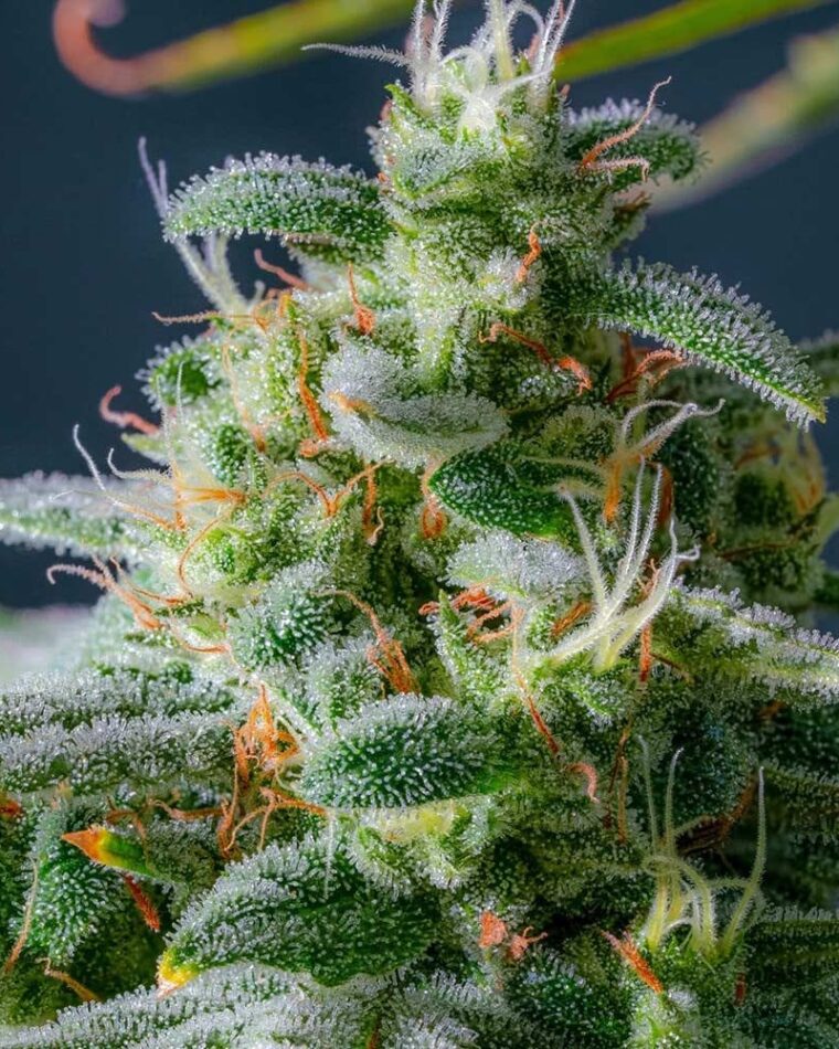 Night Owl Seeds Magic Castle Auto cannabis plant image 1