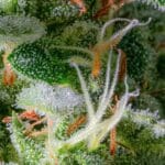 Night Owl Seeds Magic Castle Auto cannabis plant image 2
