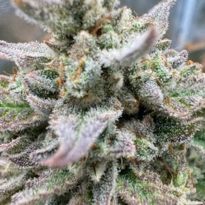 Magician’s Alliance Auto