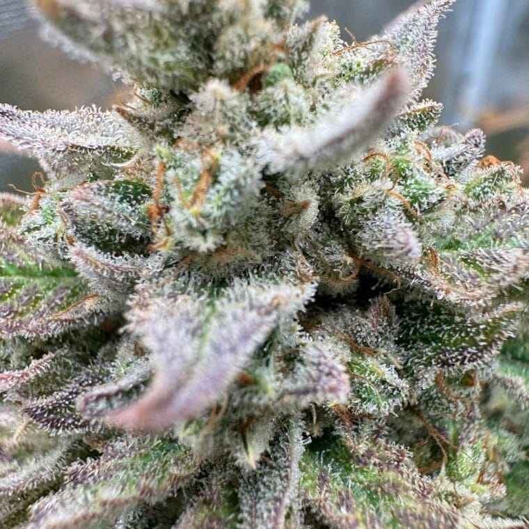 Night Owl Seeds Magician’s Alliance Auto cannabis plant image 1