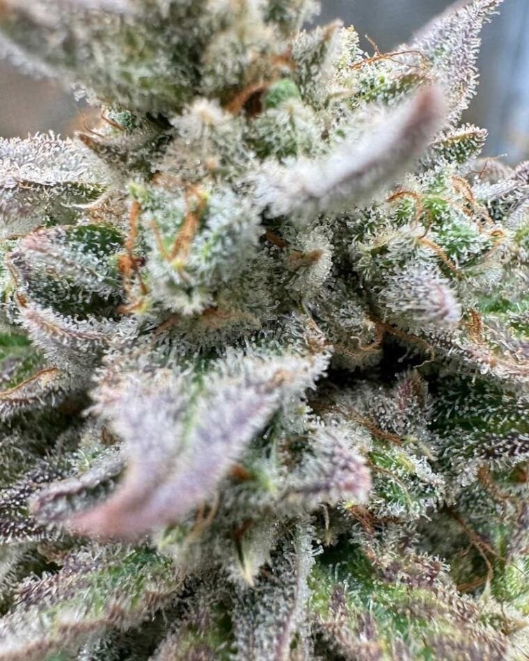 Night Owl Seeds Magician’s Alliance Auto cannabis plant image 1