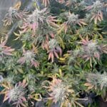 Night Owl Seeds Magician’s Alliance Auto cannabis plant image 2