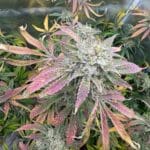 Night Owl Seeds Magician’s Alliance Auto cannabis plant image 3