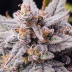 Night Owl Seeds Mondo Smash Auto cannabis plant image 1