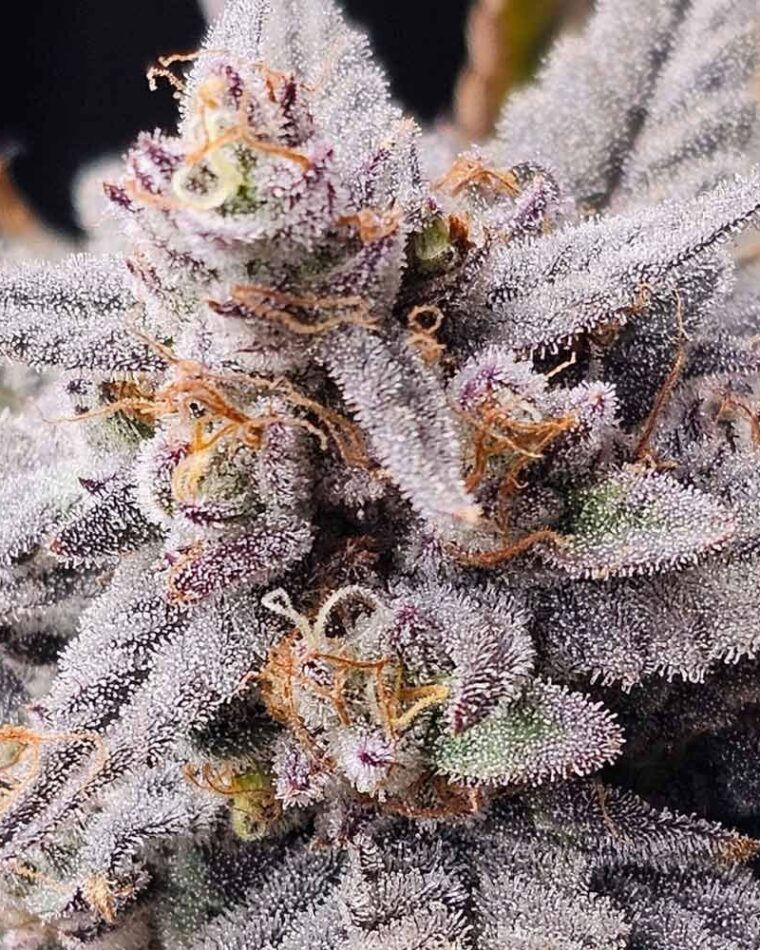 Night Owl Seeds Mondo Smash Auto cannabis plant image 1