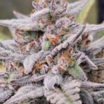 Night Owl Seeds Mondo Smash Auto cannabis plant image 2
