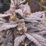 Night Owl Seeds Mondo Smash Auto cannabis plant image 3