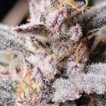 Night Owl Seeds Mondo Smash Auto cannabis plant image 4