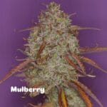 Night Owl Seeds Mulberry F3 Auto cannabis plant image 1