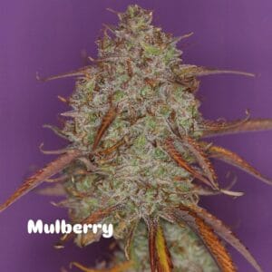 Mulberry F3 Auto