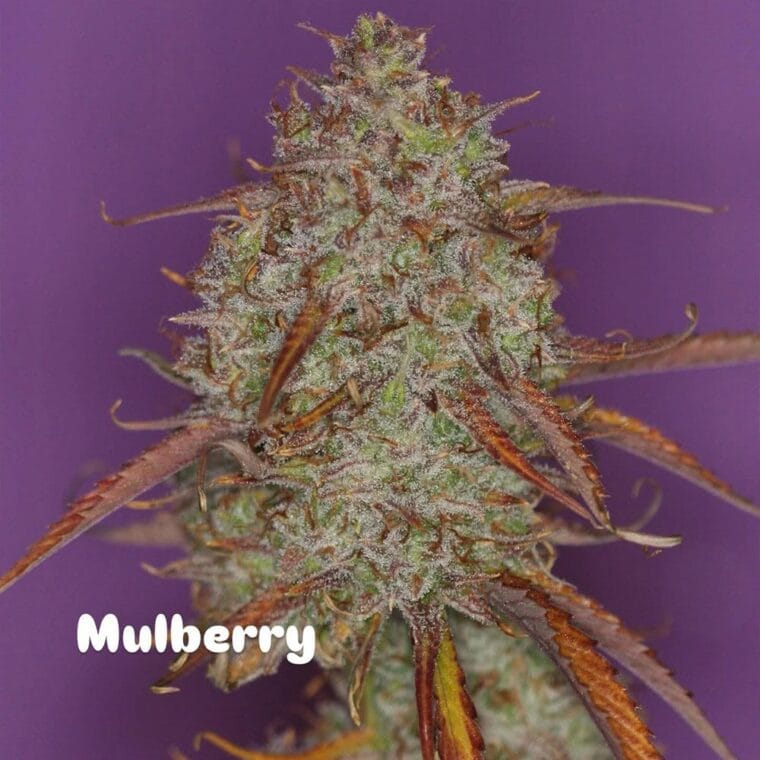 Night Owl Seeds Mulberry F3 Auto cannabis plant image 1