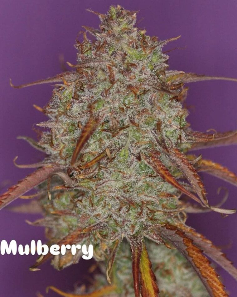 Night Owl Seeds Mulberry F3 Auto cannabis plant image 1