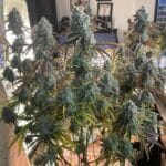 Night Owl Seeds Mulberry F3 Auto cannabis plant image 2