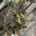 Night Owl Seeds Purple Banana Popesicle Auto cannabis plant image 1