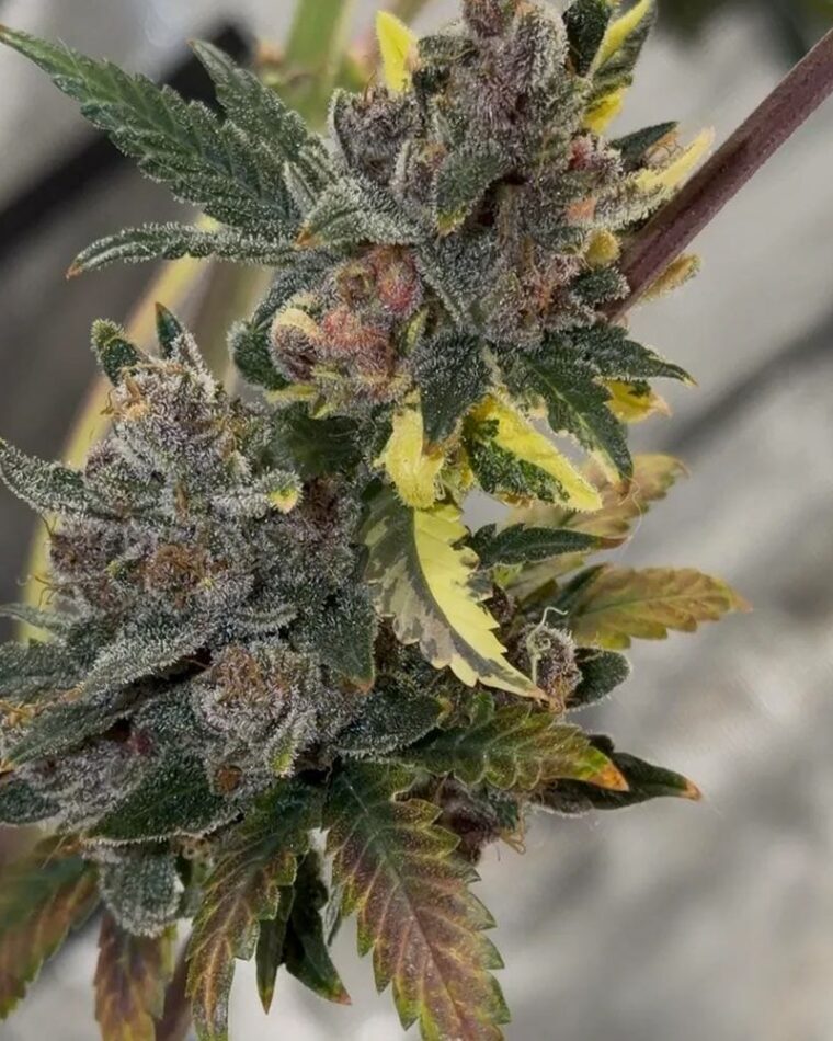 Night Owl Seeds Purple Banana Popesicle Auto cannabis plant image 1