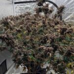 Night Owl Seeds Purple Banana Popesicle Auto cannabis plant image 2