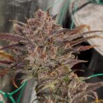 Night Owl Seeds Purple Banana Popesicle Auto cannabis plant image 3