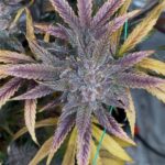 Night Owl Seeds Purple Banana Popesicle Auto cannabis plant image 4