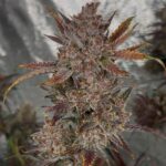 Night Owl Seeds Purple Banana Popesicle Auto cannabis plant image 5