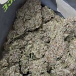 Night Owl Seeds Purple Banana Popesicle Auto cannabis plant image 6