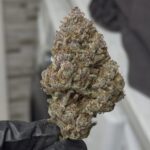 Night Owl Seeds Purple Banana Popesicle Auto cannabis plant image 7