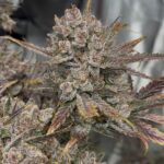 Night Owl Seeds Purple Banana Popesicle Auto cannabis plant image 8