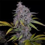 Night Owl Seeds Purple Strawberry Popesicle Auto cannabis plant image 1